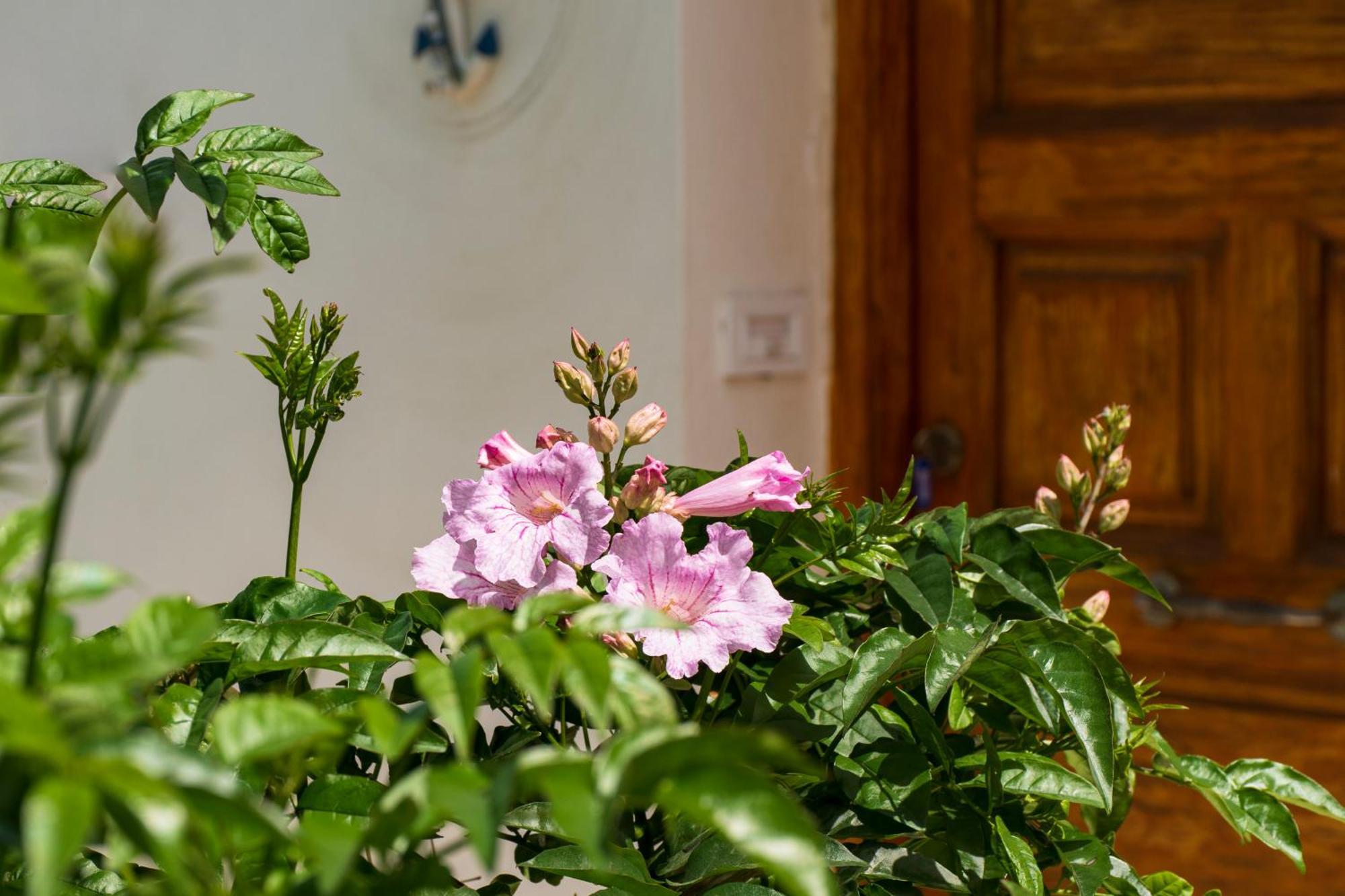 Eleni'S Seaview House Apartment Ándros Екстериор снимка